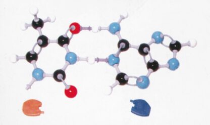 MOLYMOD molekylær opbygning, struktur af DNA - baser-5915