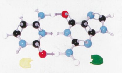 MOLYMOD molekylær opbygning, struktur af DNA - baser-5916