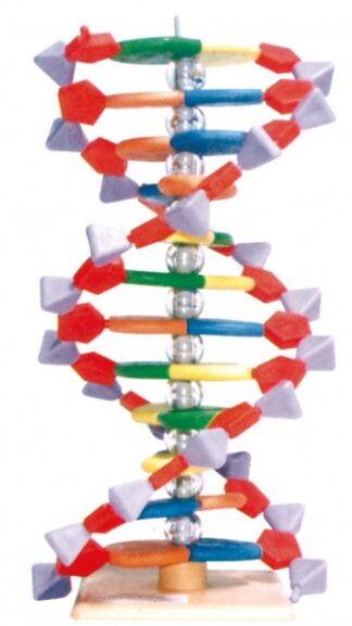 MOLYMOD DNA - model med 12 basepar (Mini)-0
