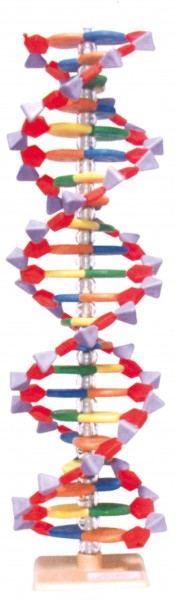 MOLYMOD DNA - model med 22 basepar (Mini)-0