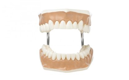 Model af tandsæt-10876