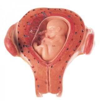 Livmoder med foster i 3. måned-0