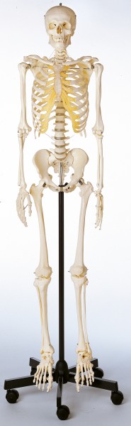 Kunstigt menneske - skelet-0
