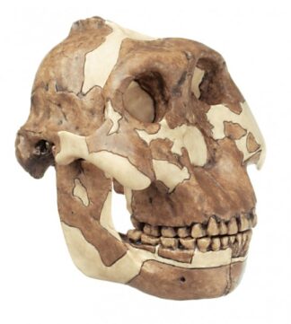 Rekonstruktion af kraniet af Paranthropus B-0