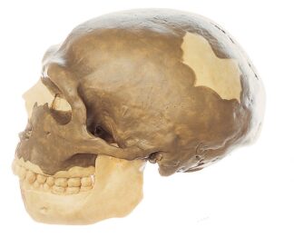 Rekonstruktion af kranium af Homo Neanderthalensis-0