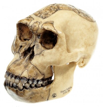 Rekonstruktion af kranium af Homo Habilis (OH 24)-10907