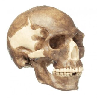 Rekonstruktion af kranium af Homo Sapiens-0