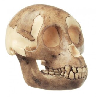 Rekonstruktion af kraniet af Australopithecus Africanus-0