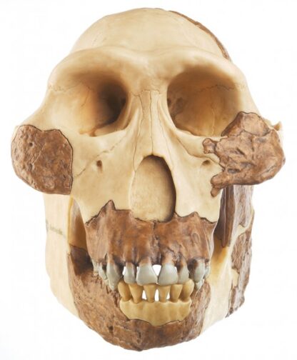 Rekonstruktion af kraniet af A. afarensis-10912
