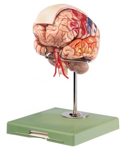 Hjernemodel-0