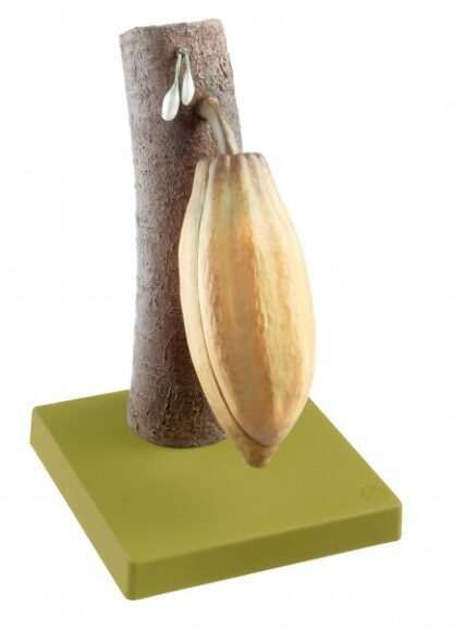 Frugt fra cacao træet-10964