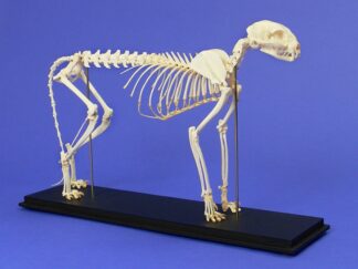 Skelet af kat-0