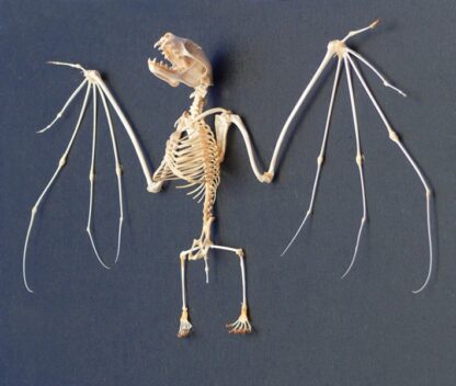 Bat skelet, udenlandske ikke-resistent Art Med glaskuppel og arbejdsfolie-0