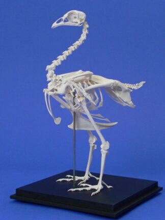 Skelet due med glas hætte og arbejdsfolie-0