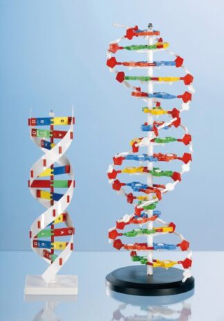DNA - Model Stor version-0