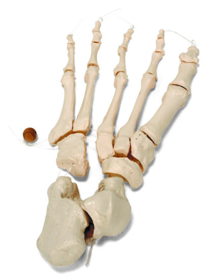 Disartikuleret halvt menneske Skelet, wire monteret hånd og fod-7096