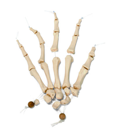 Disartikuleret halvt menneske Skelet, wire monteret hånd og fod-7094