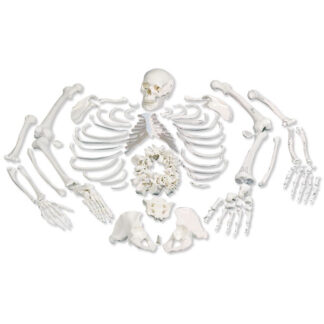 Disarticulated Full Skeleton