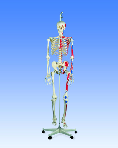 Klassisk Skeletmodel ''Max'' med Muskelvisning, på hængestativ-10481
