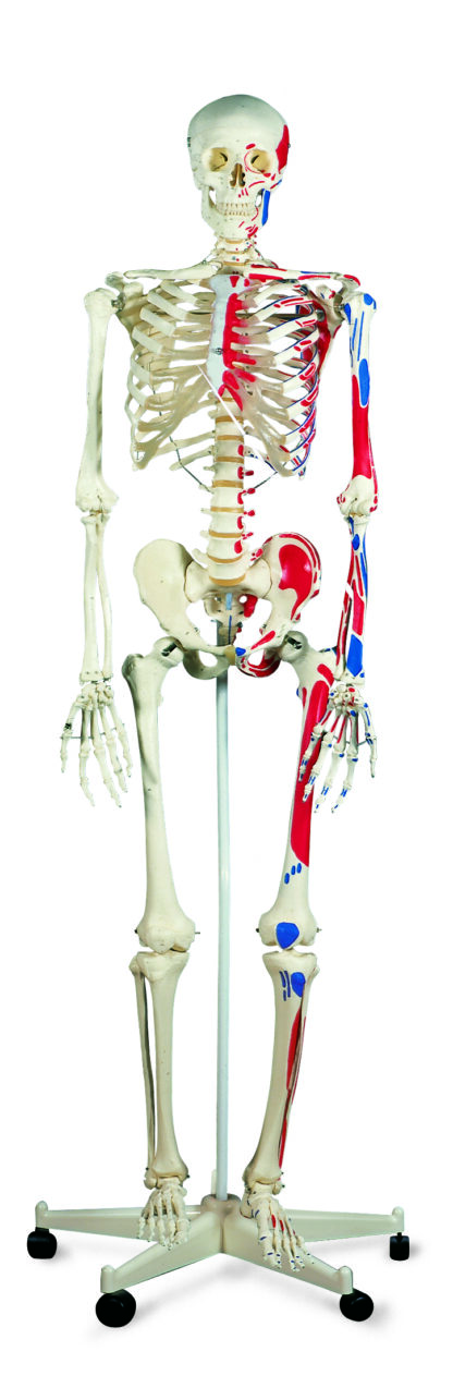 Klassisk Skeletmodel ''Max'' med Muskelvisning, på 5 fods rullestativ-10479