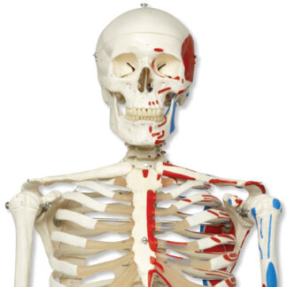 Klassisk Skeletmodel ''Max'' med Muskelvisning, på 5 fods rullestativ-0