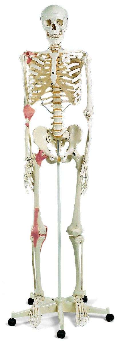 Menneskelig Ligament Skelet ''Leo'', på 5 fods rullestativ-10484