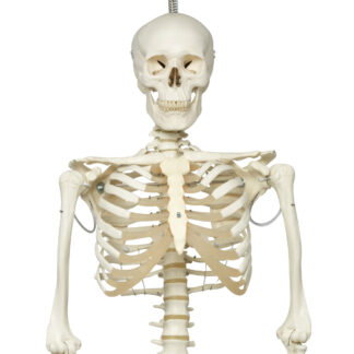 Skeletmodel ''Phil'' A15/3, det fysiologiske skelet på metalstativ med 5 hjul-0