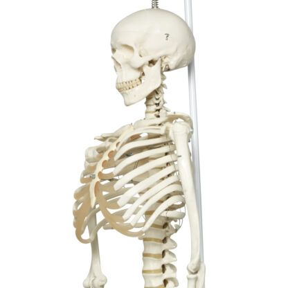 Skeletmodel ''Phil'' A15/3, det fysiologiske skelet på metalstativ med 5 hjul-10507