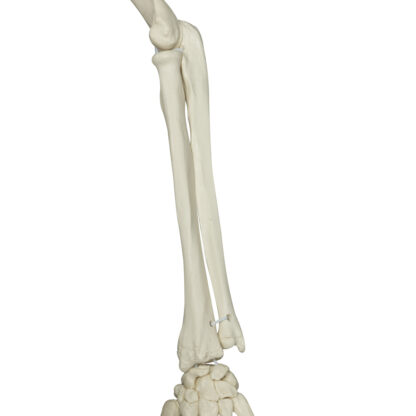 Skeletmodel ''Phil'' A15/3, det fysiologiske skelet på metalstativ med 5 hjul-10504