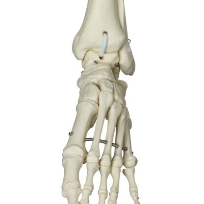 Skeletmodel ''Phil'' A15/3, det fysiologiske skelet på metalstativ med 5 hjul-10505
