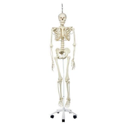 Skeletmodel ''Phil'' A15/3, det fysiologiske skelet på metalstativ med 5 hjul-10506