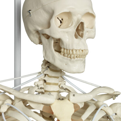 Skeletmodel ''Frank'' A15/3s, det funktionelle skelet på metalhængestativ med 5 hjul-10510