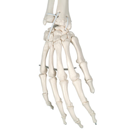 Skeletmodel ''Frank'' A15/3s, det funktionelle skelet på metalhængestativ med 5 hjul-10509