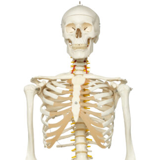 Skeletmodel 'Fred'' A15, det fleksible skelet på metalstativ med 5 hjul-0