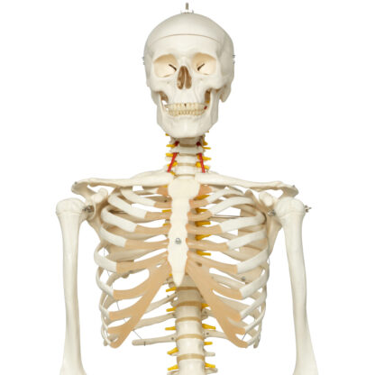 Skeletmodel 'Fred'' A15, det fleksible skelet på metalstativ med 5 hjul-0