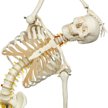 Skeletmodel 'Fred'' A15, det fleksible skelet på metalstativ med 5 hjul-10500