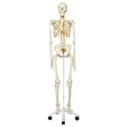 Skeletmodel 'Fred'' A15, det fleksible skelet på metalstativ med 5 hjul-10502