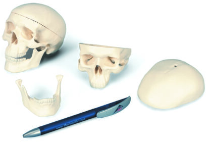 Mini hjerneskal Model, 3 del - kalot, bunden af kraniet, underkæbe-7105