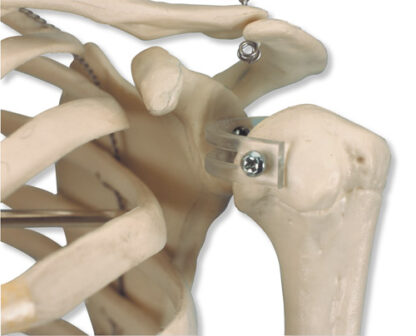 Mini menneskeligt skelet - Shorty - på hængestativ-7102
