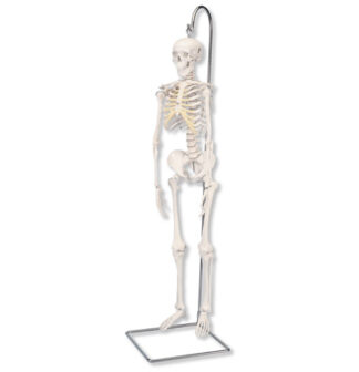 Mini menneskeligt skelet - Shorty - på hængestativ-0