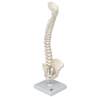 Mini menneskelig rygsøjle, fleksibel, anatomisk detaljeret-0