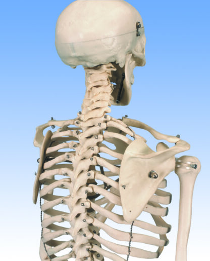 Mini menneskeligt skelet - Shorty - med malede muskler, bækken monteret-7110