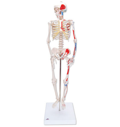 Mini menneskeligt skelet - Shorty - med malede muskler, bækken monteret-0