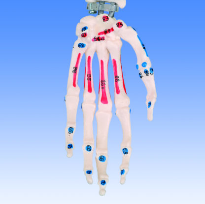 Mini menneskeligt skelet - Shorty - med malede muskler, på hængestativ-7114