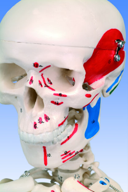 Mini menneskeligt skelet - Shorty - med malede muskler, på hængestativ-7112