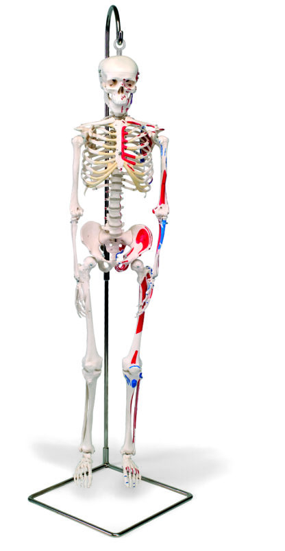 Mini menneskeligt skelet - Shorty - med malede muskler, på hængestativ-7113
