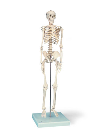 Mini Skelet - Shorty - monteret på fod-0