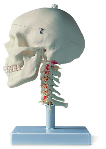 Hjerneskal Model på halshvirvelsøjlen, 4 dele-7120