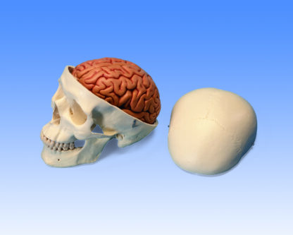 Klassisk hjerneskal Model med 5 del Hjerne-7125