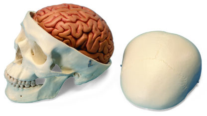 Klassisk hjerneskal Model med 5 del Hjerne-7124